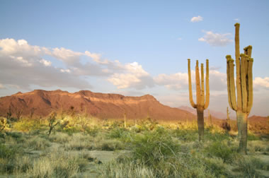 vegetation of the Sonoran Desert in Arizona
