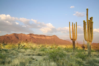 sonoran desert on world map