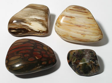 Petrified wood