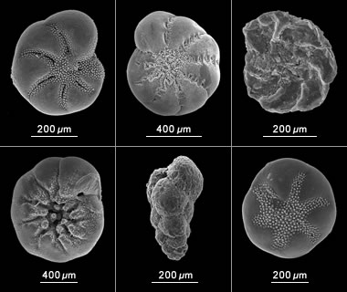 Benthic Foraminifera