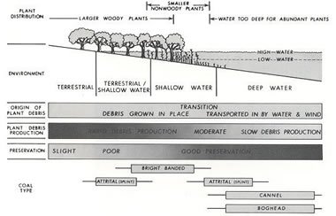 coal formation