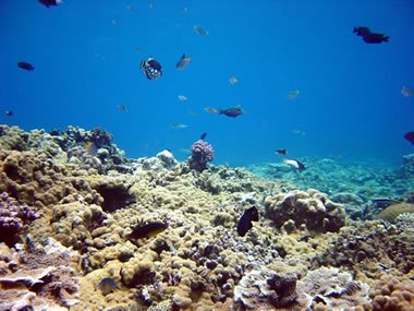 coral reef limestone forming environment