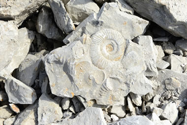 calcaire fossilifère