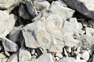 calcare fossilifero