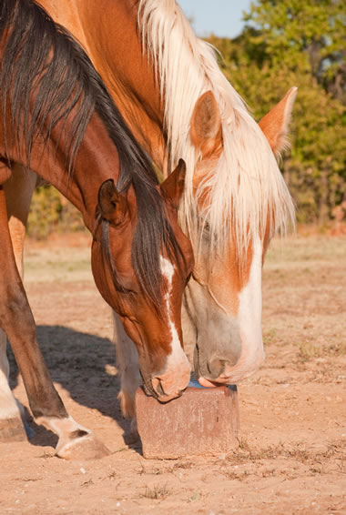 horses licking a salt block