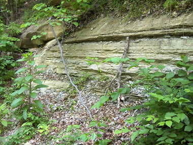 Siltstone outcrop