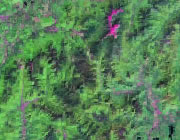 New Hampshire Satellite Image