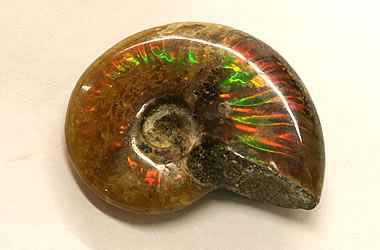 Ammolite: The Gemstone with Spectacular Color Properties