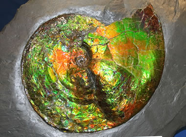 ammonite with iridescent shell material