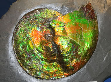 ammonite properties