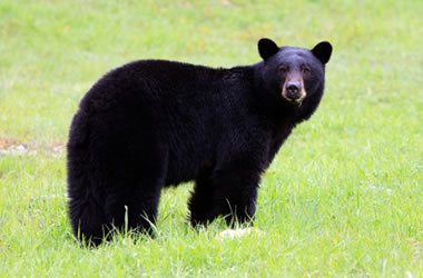 Map of where bears live in North America