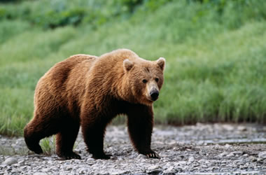 Grizzly Bear Characteristics