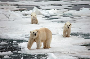 where do polar bears live map