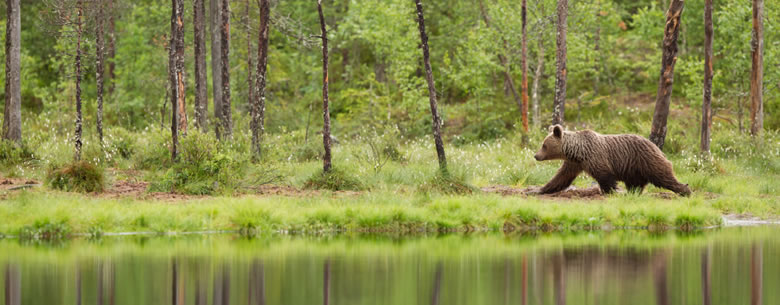 Wild bears do the twist to communicate through smelly footprints