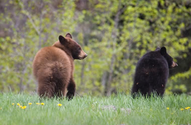 How to Not Get Attacked by a Bear