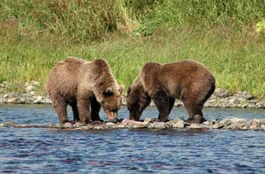 North American Grizzly Bear