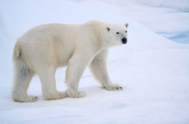 Polar Bear