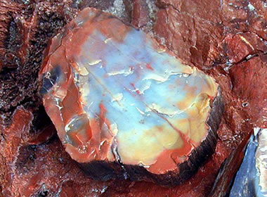 colorful petrified wood