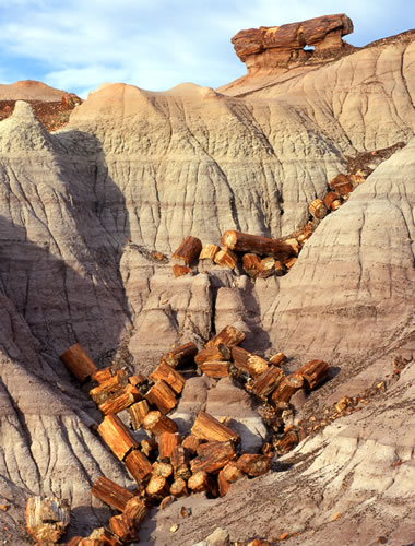 Petrified Wood Forest