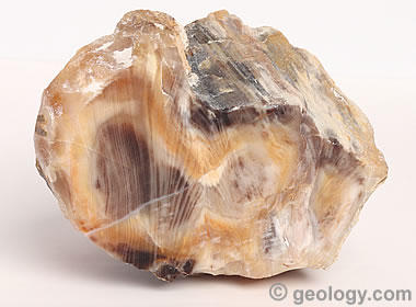 Oregon Petrified Wood