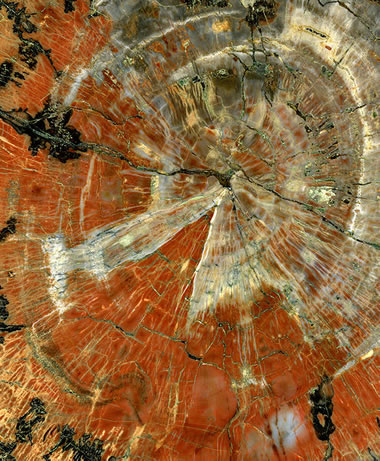 polished section of petrified wood