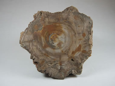 petrified wood