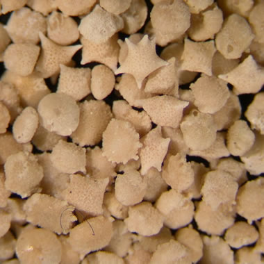 foraminifera sand