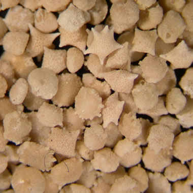 Sand Grains From Around The World