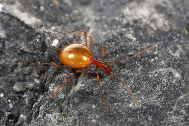 cave beetle