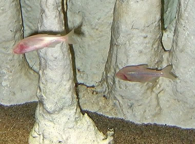 blind cave fish