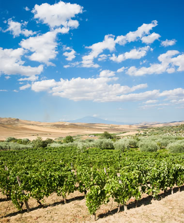 Etna vineyard